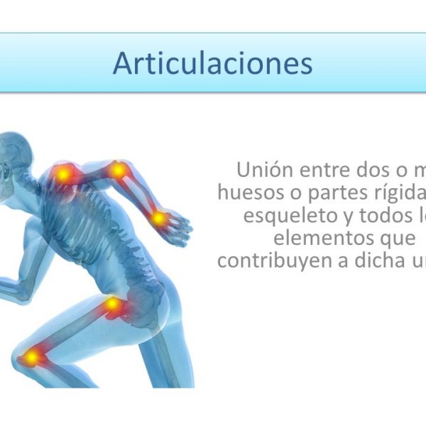 Sistema locomotor