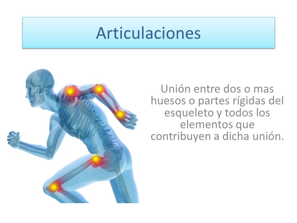 Sistema locomotor
